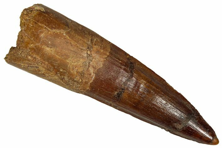 Fossil Spinosaurus Tooth - Real Dinosaur Tooth #350085